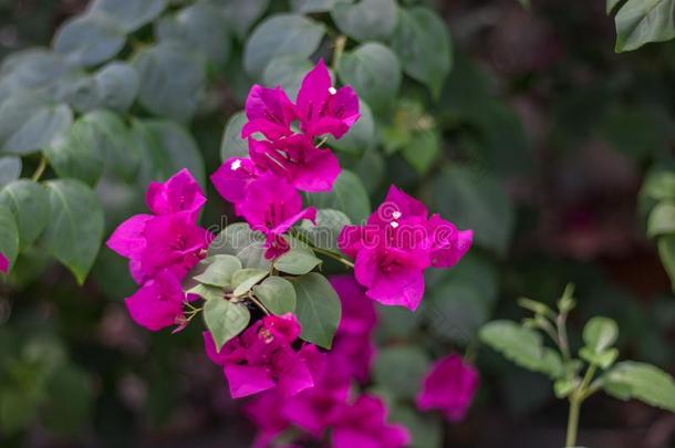 叶子花属粉红色的花的夏花花园自然绿色的喜修饰者
