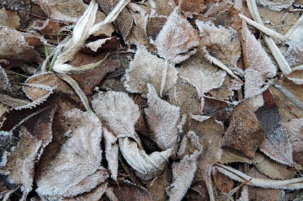 秋阵亡者树叶大量的和使结冰霜向指已提到的人地面.使结冰霜,Thailand泰国
