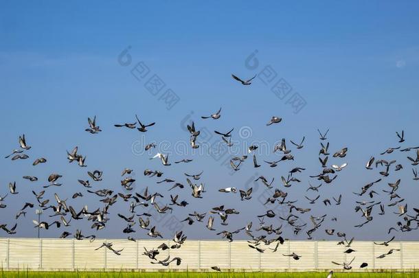兽群关于飞行的速度速度比赛鸽子,组关于飞行的鸽子将军