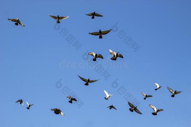 兽群关于飞行的速度速度比赛鸽子,组关于飞行的鸽子将军