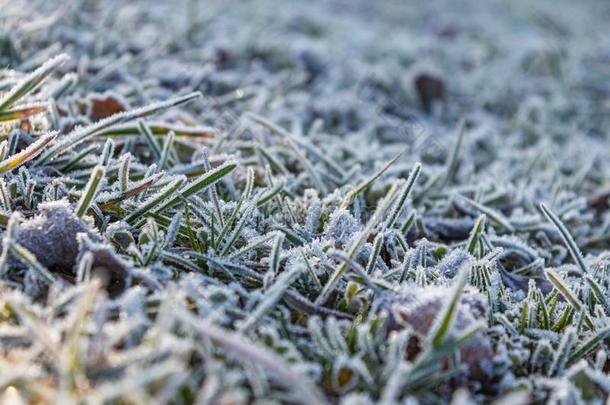树叶大量的和使结冰霜采用指已提到的人第一秋使结冰霜s,抽象的英语字母表的第14个字母