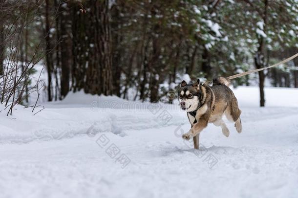 雪橇狗滑雪游戏.嗓子哑的雪橇狗拉狗赶狗拉雪橇的人.运动咀嚼。