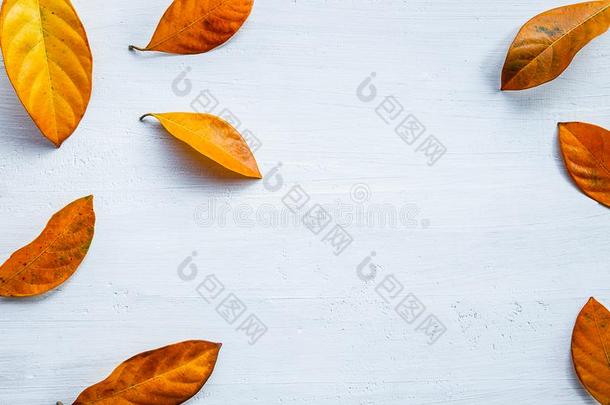 季节的落下收集向白色的木制的背景