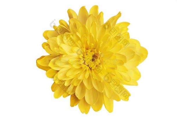 黄色的菊花向一白色的b一ckground关-在上面