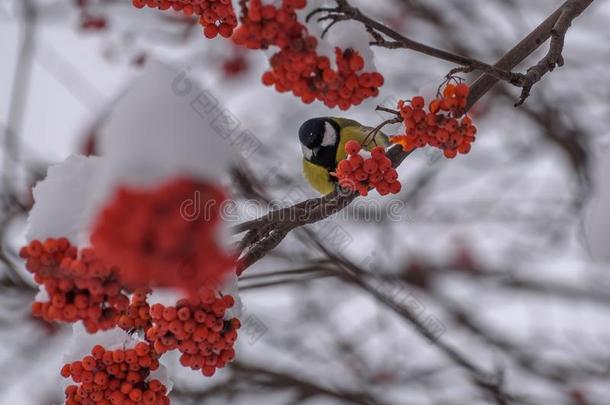 山雀欧洲花楸雪树枝冬