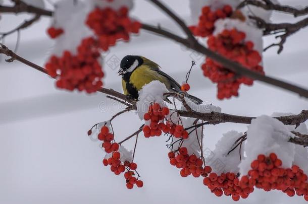 山雀欧洲花楸雪树枝冬