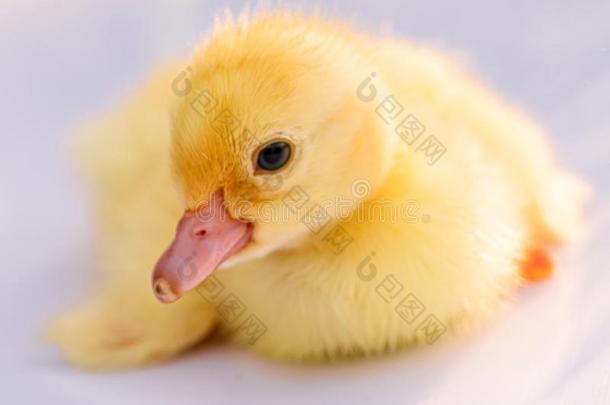 黄色的小鸭向白色的背景