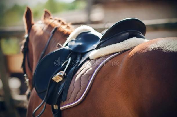 指已提到的人红褐色马穿着骑马的设备为运动-马鞍,Brazil巴西