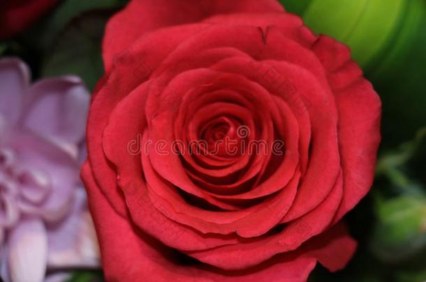 美丽的和新鲜的束关于红色的玫瑰花为装饰,decrease减少