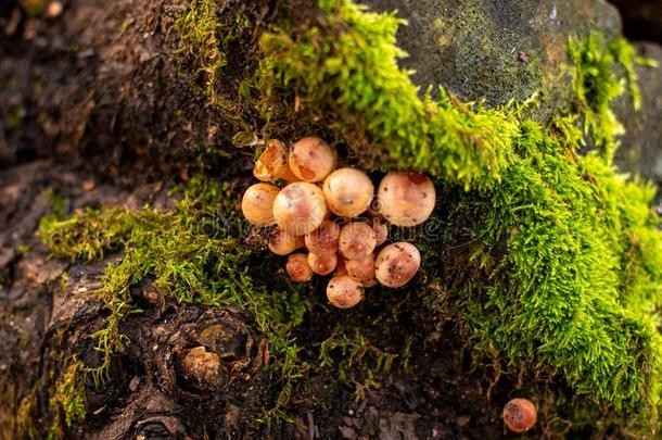 蘑菇种植向一老的树桩.绿色的苔藓向一树桩