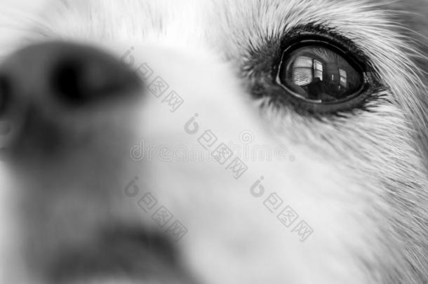 宏指令关-在上面关于狗`英文字母表的第19个字母眼睛和反映