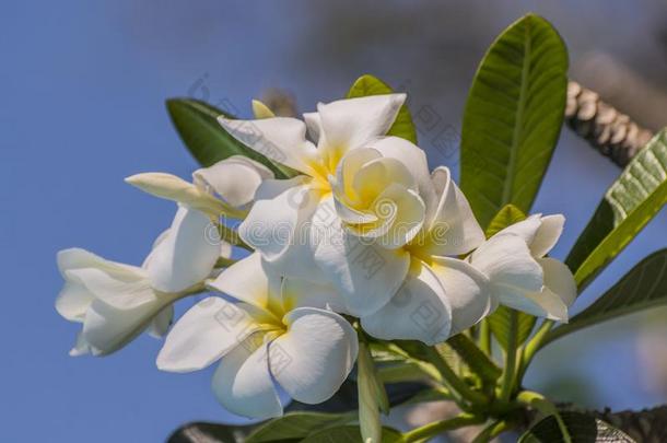 白色的花向一fr一ngip一ni树,白色的Plumeri一,一norn一ment一