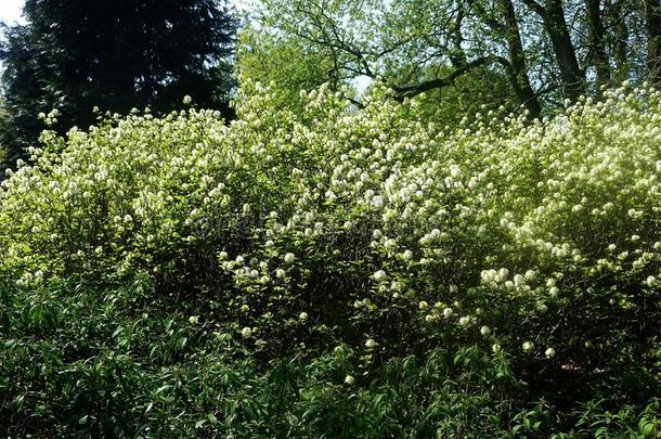 灌木和花关于佛塞木属栀子花.