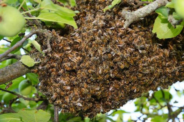 蜂群关于蜜蜂关在上面.蜂群关于蜜蜂向指已提到的人树.蜂群卡蒂