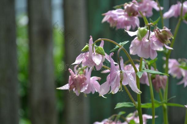美丽的春季花.和煦的：照到阳光的一天.阿奎尔Ã©grant-in-aid的拨款,长满草的佩伦尼亚