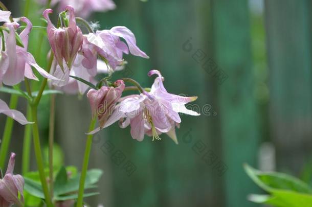 美丽的春季花.和煦的：照到阳光的一天.阿奎尔Ã©grant-in-aid的拨款,长满草的佩伦尼亚