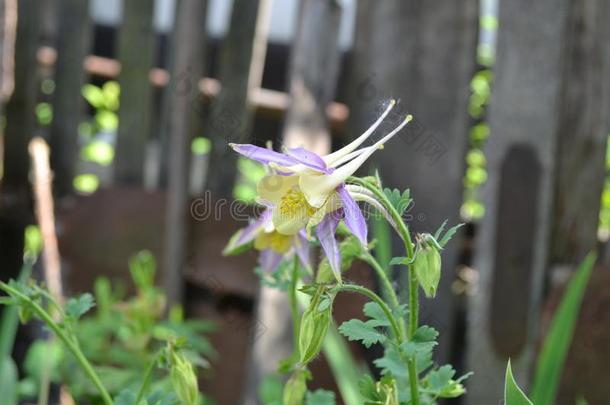 美丽的春季花.和煦的：照到阳光的一天.阿奎尔Ã©grant-in-aid的拨款,长满草的佩伦尼亚