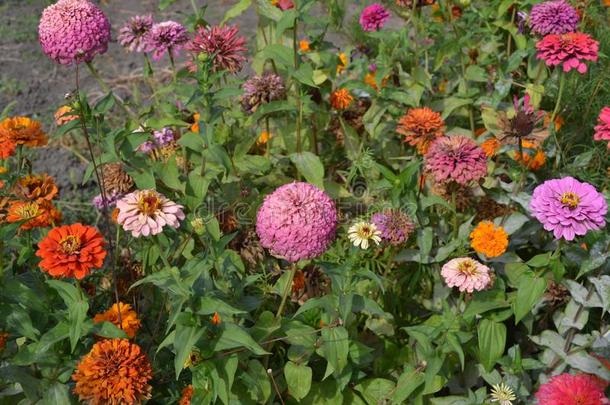 园艺.花<strong>百日</strong>草属植物.家花园,花床.房屋.<strong>百日</strong>草属植物