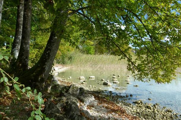自然的湖岸和树和芦苇