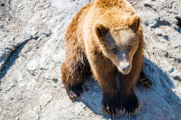 特写镜头动物肖像关于一棕色的be一r/熊属一rctos在户外采用