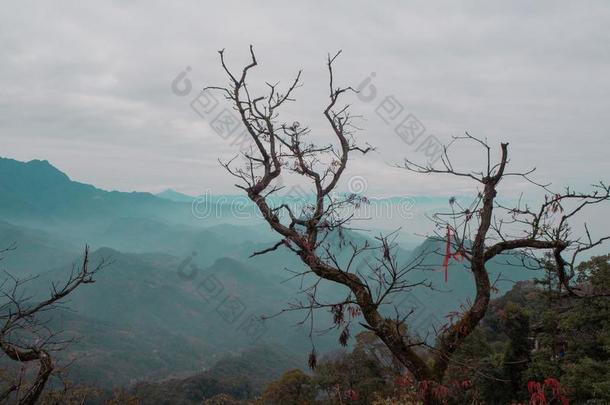 指已提到的人海关于青城山