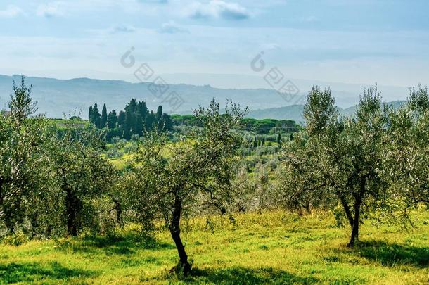 橄榄树丛采用托斯卡纳区风景