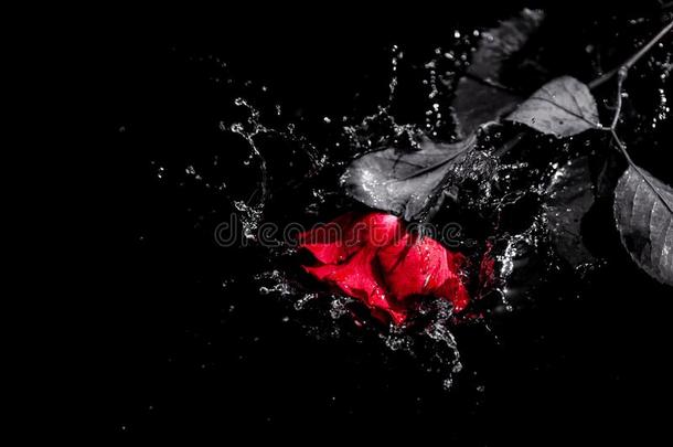 玫瑰使溅起采用水.法拉利红色的玫瑰使溅起采用水.