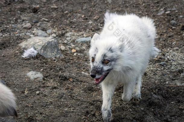 幸福的北极的狐<strong>跑步</strong>在外面.