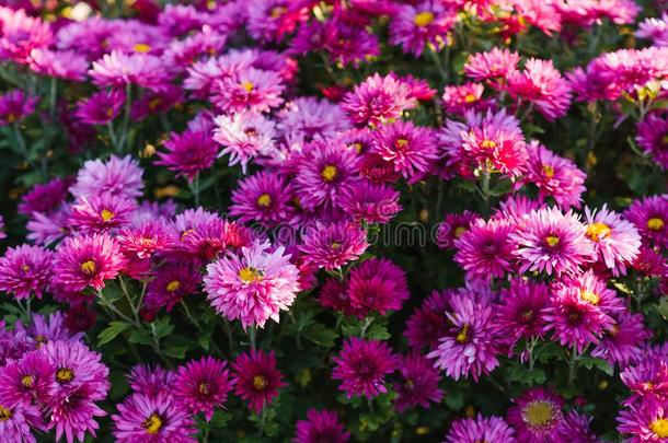 紫色的<strong>秋菊</strong>花采用指已提到的人花园花