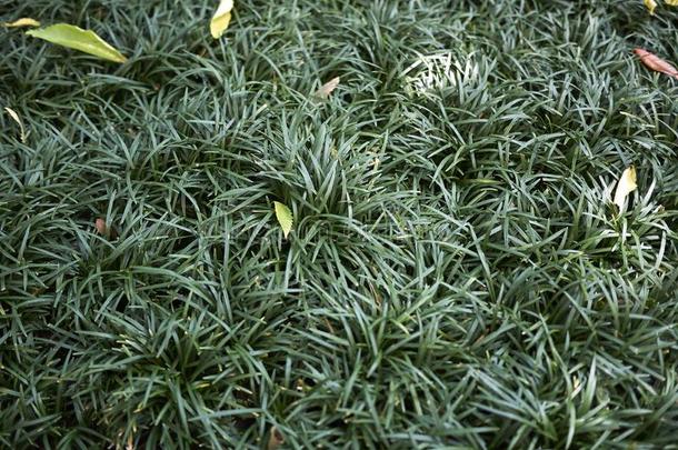 常绿植物草关于麦冬日本菜