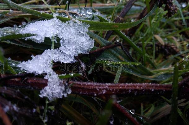 冷冻的雪向指已提到的人草,和煦的：照到阳光的早晨