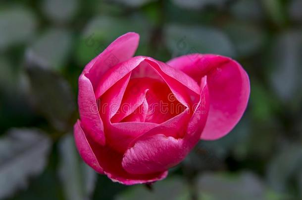 粉红色的杂种茶水玫瑰盛开的宏指令华盛顿
