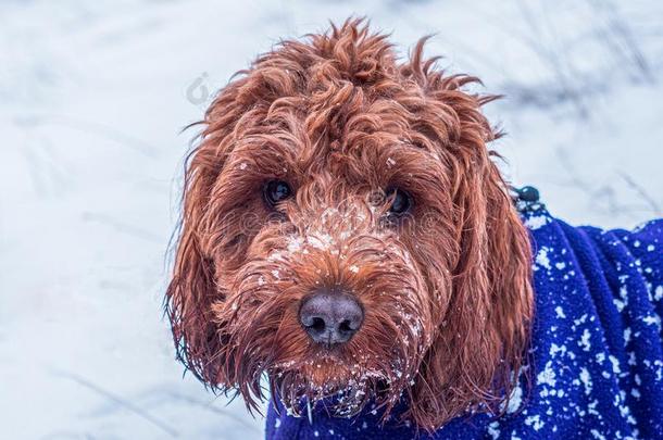 cockerspaniel-poodlemix-breeddog一种英国的小猎<strong>犬</strong>-混种<strong>狮子</strong>狗和面容大量的采用雪