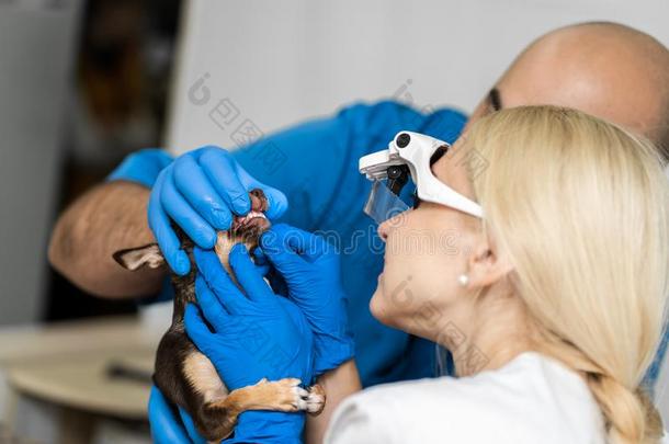 专业的兽医的检查关于一公狗牙.宠物he一lth