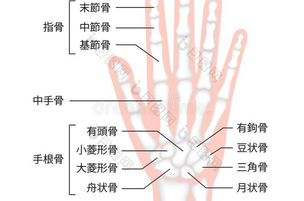 手骨头平的矢量说明人解剖