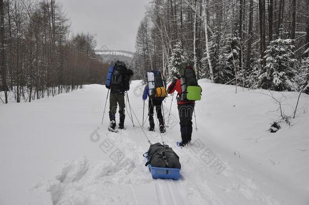 冬旅<strong>游</strong>采用指已提到的人mounta采用针叶<strong>树林</strong>地带采用雪鞋.