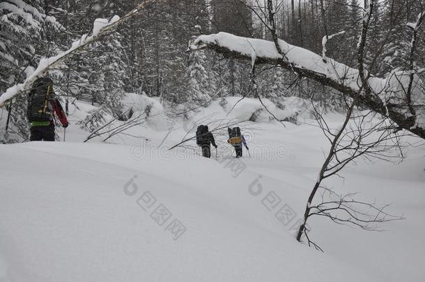 冬旅游采用指已提到的人mounta采用针叶树林地带采用雪鞋.