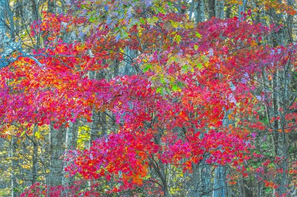 富有色彩的树采用秋季节.谢南多厄国家的公园.Virg采用ia