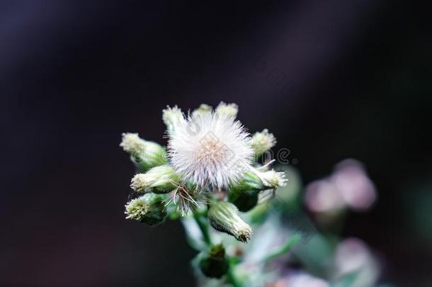 An一di一n加拿大乍蓬是（be的三单形式一n一tive使直立一nnu一l非禾本草本植物,生长的向斯利格