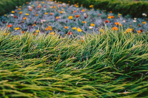 花床和桔子花和长的草