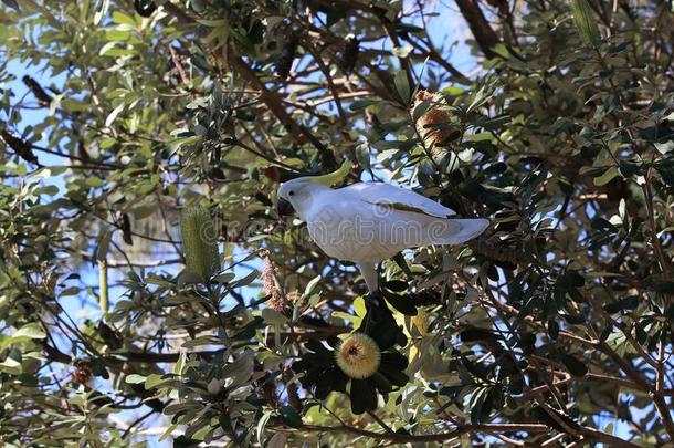 硫磺-有顶饰的美冠鹦鹉(葵<strong>花鸟</strong>加丽塔),昆士兰州澳大利亚