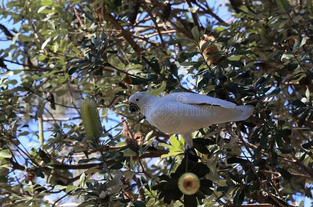 硫磺-有顶饰的美冠鹦鹉(葵花鸟加丽塔),昆士兰州澳大利亚