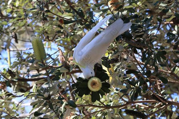 硫磺-有顶饰的美冠鹦鹉(葵花鸟加丽塔),昆士兰州澳大利亚