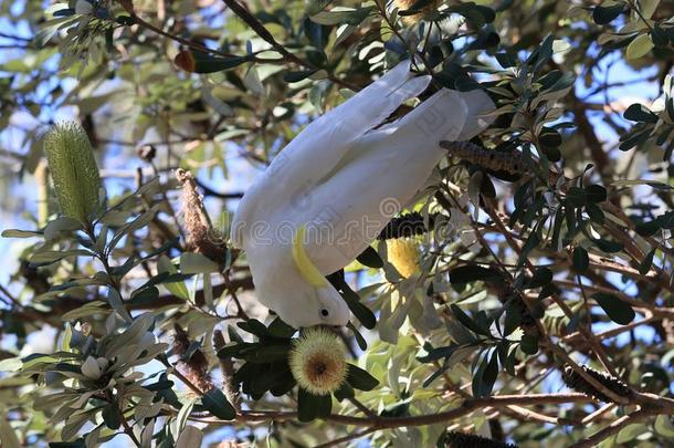 硫磺-有顶饰的美冠鹦鹉(葵<strong>花鸟</strong>加丽塔),昆士兰州澳大利亚
