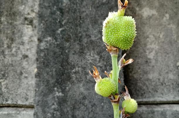 照片花唯一的向背景自然