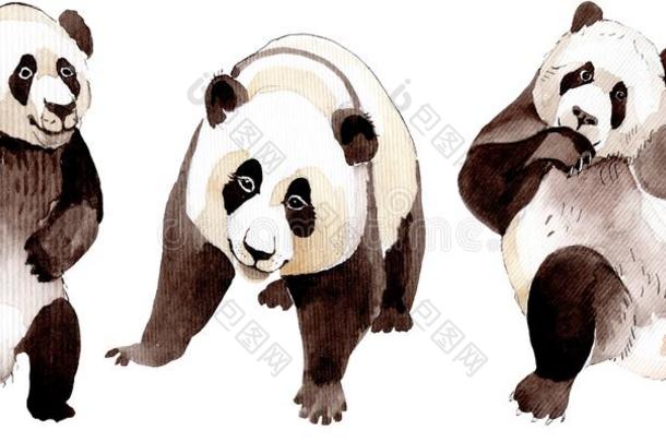 异国的<strong>熊猫</strong>野生的动物隔离的.<strong>水彩</strong>背景illust