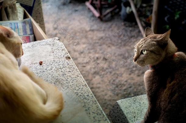 凶猛的平纹猫看在指已提到的人<strong>闯</strong>入者小猫