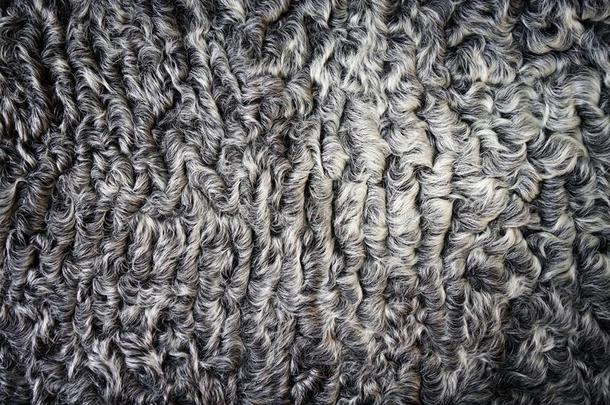 灰色有卷发的-有毛发的俄国羔皮毛皮.自然的织地粗糙的背景.