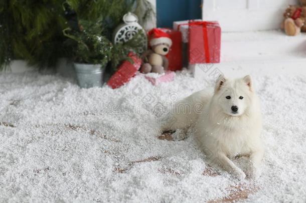 一纯血统的萨莫耶德人狗谎言向指已提到的人地面和人造的雪