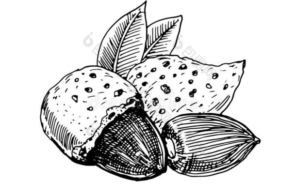 杏树螺母,全部的螺母,壳和核心关于一螺母